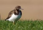 turnstone_100309d.jpg