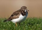 turnstone_100309e.jpg