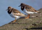 turnstone_100309g.jpg