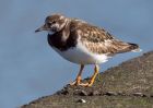 turnstone_100309h.jpg