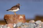 turnstone_101111a.jpg