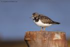 turnstone_101111b.jpg