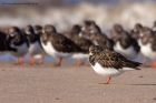 turnstone_101111c.jpg