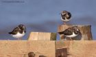 turnstone_101111h.jpg