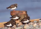 turnstone_101111i.jpg