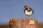 turnstone_101111m.jpg