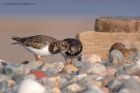 turnstone_101111p.jpg