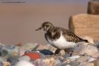 turnstone_101111q.jpg