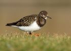 turnstone_120208c.jpg