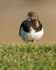 turnstone_120208d.jpg