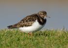 turnstone_120208f.jpg