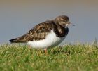 turnstone_120208g.jpg