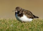 turnstone_120208l.jpg