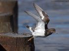 turnstone_130313f.jpg