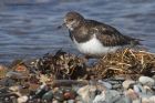 turnstone_130313g.jpg