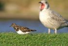 turnstone_1311g.jpg