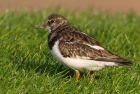 turnstone_181108b.jpg