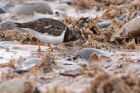 turnstone_190211c.jpg