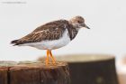 turnstone_191015d.jpg