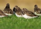 turnstone_201109a.jpg