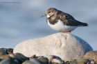 turnstone_261015a.jpg