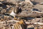 turnstone_261015c.jpg