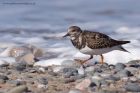 turnstone_280911b.jpg