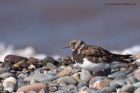 turnstone_280911f.jpg