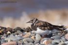 turnstone_280911g.jpg