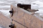 turnstone_290811a.jpg