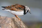 turnstone_RP_070521a.jpg