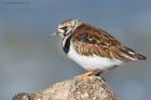 turnstone_RP_070521b.jpg