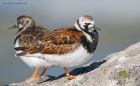 Filename=turnstone_RP_070521c.jpg
Filesize=890KB
Dimensions=1300x807
Date added=May 09, 2021 turnstone_RP_070521c.jpg