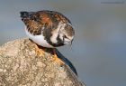 turnstone_RP_070521d.jpg