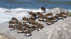 turnstone_RP_070521f.jpg