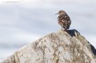 turnstone_RP_090421a.jpg