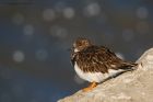 turnstone_RP_131020b.jpg