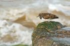 turnstone_RP_240321b.jpg