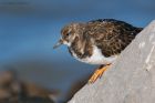 turnstone_RP_290920b.jpg