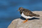 turnstone_RP_290920c.jpg