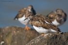 turnstone_RP_290920e.jpg