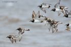 turnstones_200813a.jpg