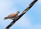 turtleDove_070609a.jpg