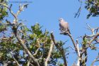 turtledove_100611b.jpg