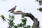 turtledove_140613aa.jpg