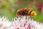 Filename=volucella_gdn_200823a.jpg
Filesize=683KB
Dimensions=1300x867
Date added=Aug 28, 2025 volucella_gdn_200823a.jpg