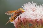 Filename=volucella_gdn_200823c.jpg
Filesize=734KB
Dimensions=1300x867
Date added=Aug 28, 2025 volucella_gdn_200823c.jpg
