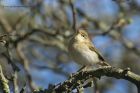 wWarbler_260413a.jpg