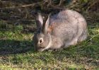 wabbit_100211a.jpg