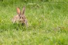 wabbit_180412b.jpg